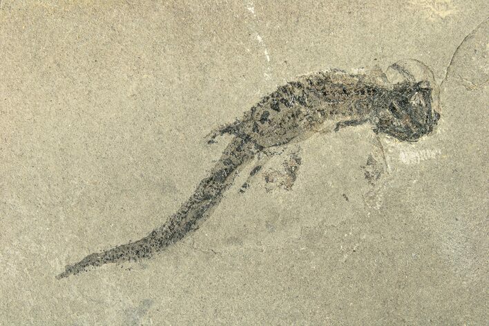 Permian Amphibian (Sclerocephalus) Fossil - Germany #264859